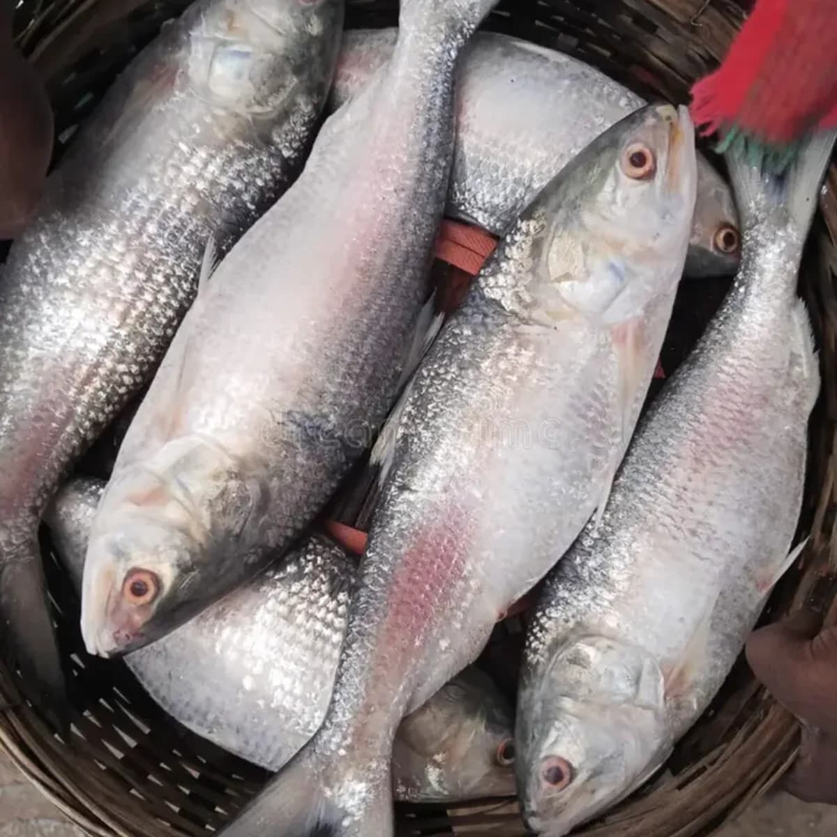 Hilsha Fish